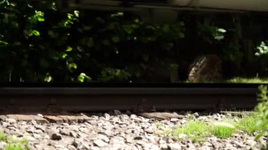A diesel locomotive travels slowly over old wooden railway sleepers. It pulls heavy wagons loaded with coal. The railway tracks move with it.
