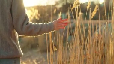 Young woman walking on the beach and reaching to the reeds with hand and changing side while wearing blue jeans 60fps