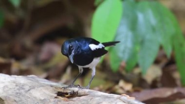 Oriental magpie robin bird feeding chicks