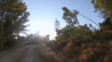 A muddy road through a green forest