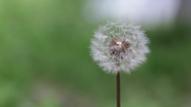A closeup of a dandelion puff waving and being blown by the wind