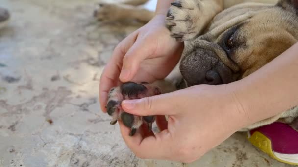 Closeup Person Hands Checking French Bulldog Paw — Stock videók