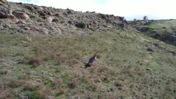 Rotating Aerial Camera Curious Kangaro Standing Green Valley Rocks — Stockvideo