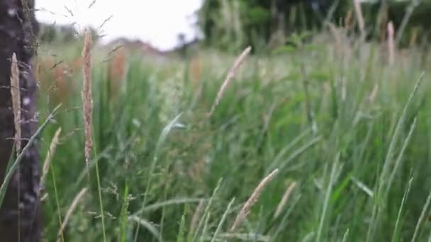 Closeup Phragmites Grass Moving Being Blown Wind — Stock Video