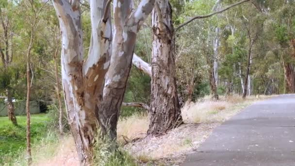 道路に沿って森の中の亀裂や風化したガムの木の幹 — ストック動画