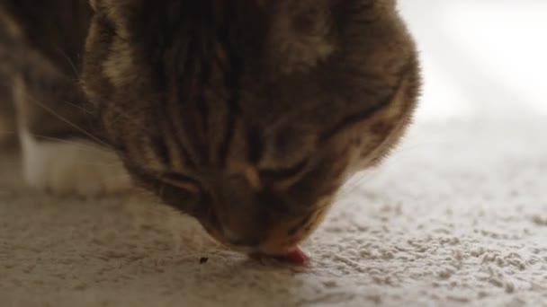 Cute Domestic Cat Wondering Home — Stockvideo