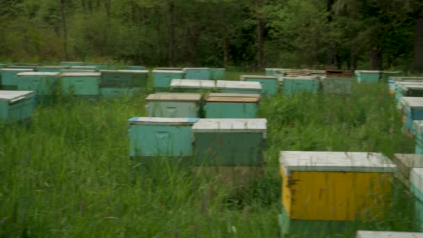Scenic View Beehives Green Field Washington State Honey Production — Vídeo de stock