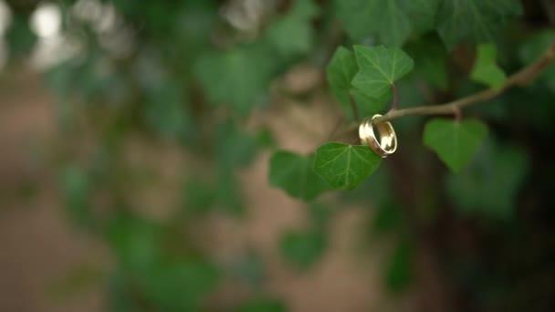 Closeup Shot Golden Ring Small Tree Branch Green Leaves — Stock video