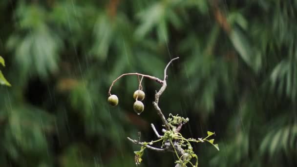 Closeup View Little Bird Perching Tree Branch Rain — Vídeos de Stock