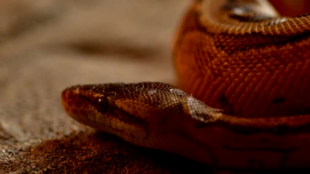 Beautiful Shot Slowly Moving Giant Snake — Vídeo de stock