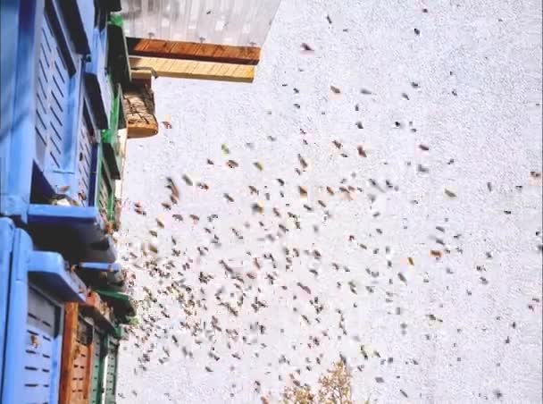 Hundreds Bees Flying Beehive Side View — Vídeo de Stock