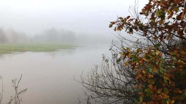 Beautiful Lakeside Leaves Foreground Misty Fall Day — Stockvideo