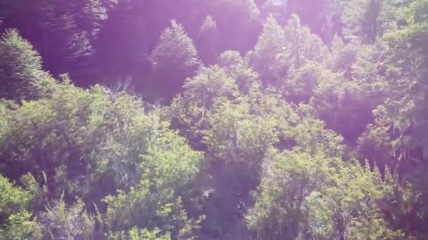 Aerial View People Trail Running Path Lush Green Forest — Vídeo de Stock