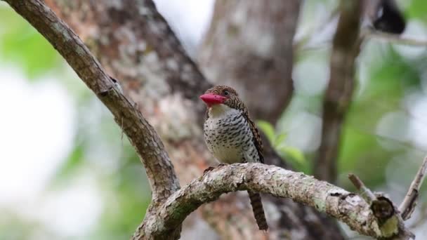 Banded Kingfisher Bird Feeding Chicks Nest — Stockvideo