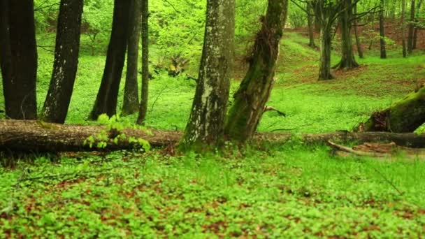 Beautiful View Green Grass Wet Ground Mossy Tree Trunks Forest — Video