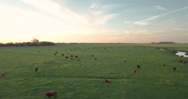 aerial shot of a beautiful sunset in the green field, full of cows grazing loose. With a stream on the side, the cows graze freely.