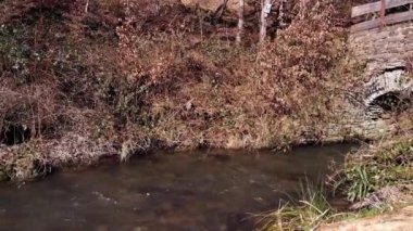 A pan shot over a little creek and a green meadow in the sun late in autumn