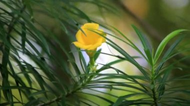 Footage of Yellow Oleander Flowers With blurred background. Suitable for video footage of reviews of medicinal plants or ornamental plants in the surr