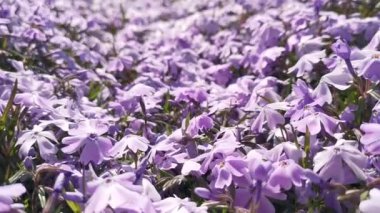 A footage of beautiful purple flowers in a garden in daylight