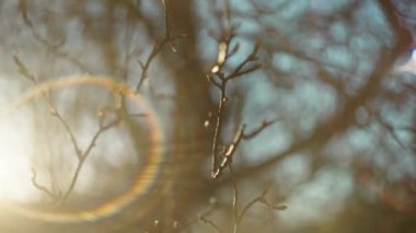Branches of tree with sun backlit the scene light leaks and bokeh slomo