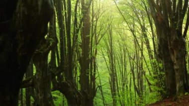 A beautiful view of the trees with sunlight in a misty forest after rain on a sunny day