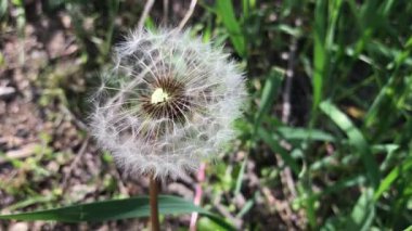Blooming dandelion in spring sunny day in Ukraine