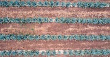 Tekila hava manzarası yapmak için tarlada mavi agave tarlası