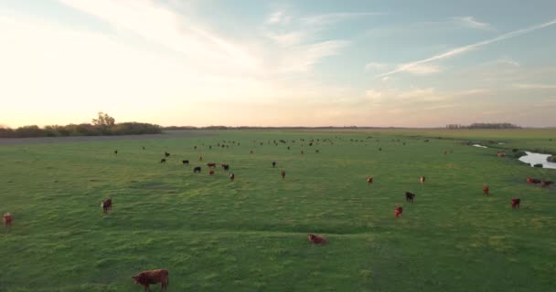 Повітряний Постріл Красивого Заходу Сонця Зеленому Полі Повний Корів Випасуються — стокове відео