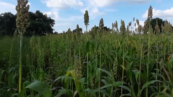 Fresh Organic Sorghum Crop Field Fresh Jawar Crop Closeup Jowar — Stockvideo