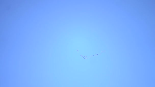 Flock Birds Flying Blue Sky Palm Tree — Vídeo de stock