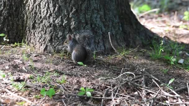 Gray Squirrel Grazing Snack — Video Stock