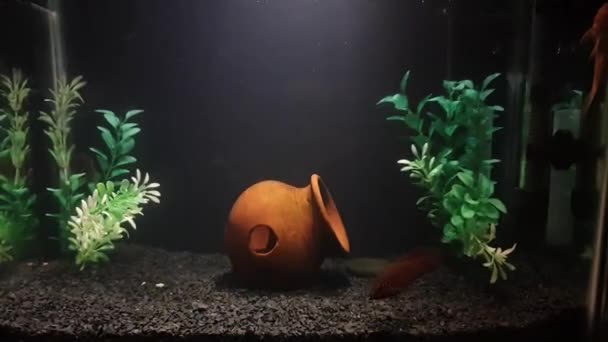 Beautiful Red Jewel Cichlid Fish Swimming Clear Water Aquarium — Stok video