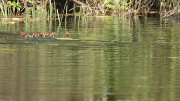 Une Foulque Eurasienne Avec Ses Bébés Dans Étang — Video