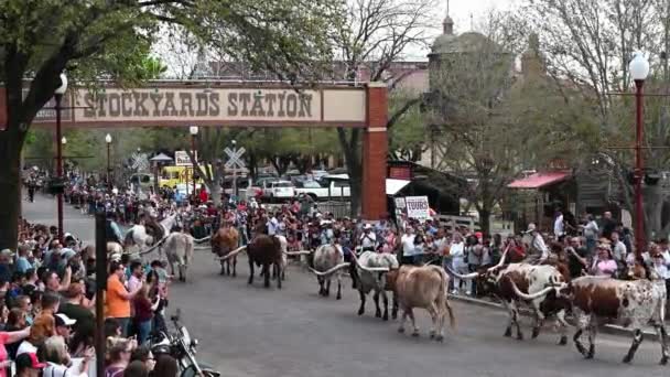 Long Horn Steers Herded Street Cow Town Usa Stockyards Station — Vídeo de Stock