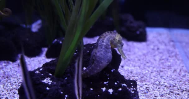 Seahorse Underwater Moving Algal — Stockvideo