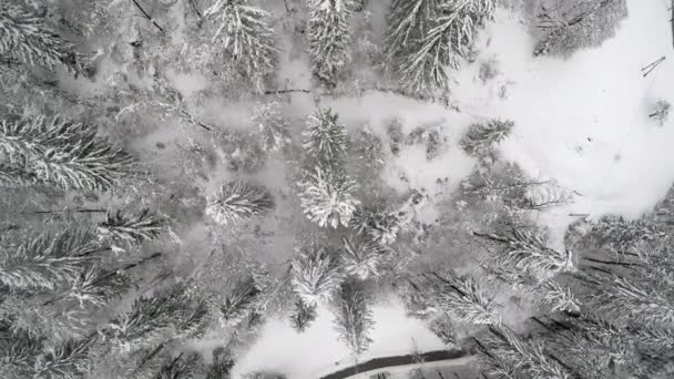 有针叶树的冬季森林的无人驾驶镜头 — 图库视频影像