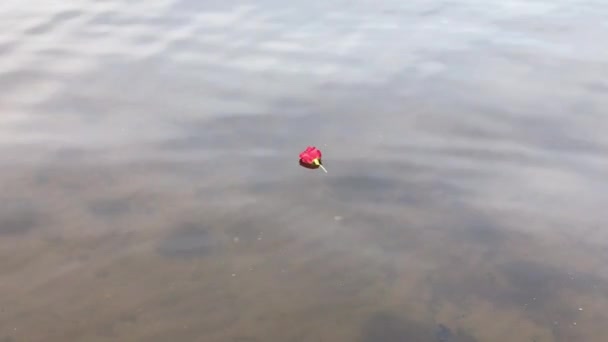 Красная Роза Поверхности Воды Плавающая Слева Направо — стоковое видео