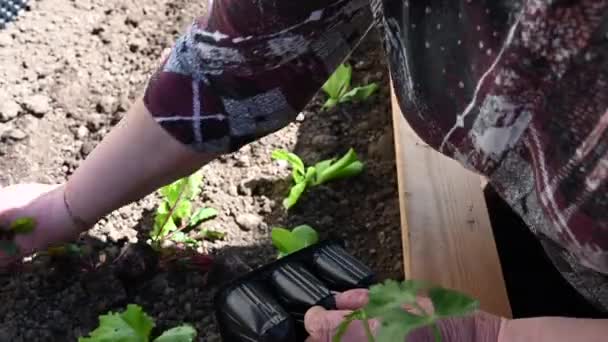 Closeup Woman Hands Planting Garden Sunny Day — Stock video