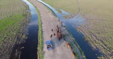 Aerial view of a Pick up surrounded by cows on a dirt truck in the middle of the field.