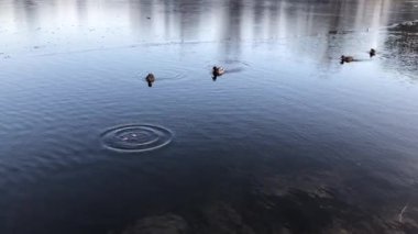 Ducks swimming on the lake in winter in the evening