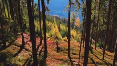A beautiful drone view of a landscape of mountains and autumn trees in Salzburg, Austria.