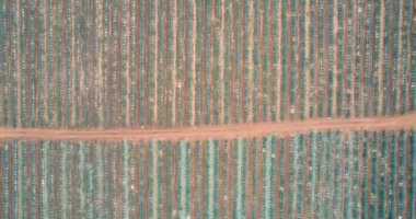 Tekila hava manzarası yapmak için tarlada mavi agave tarlası