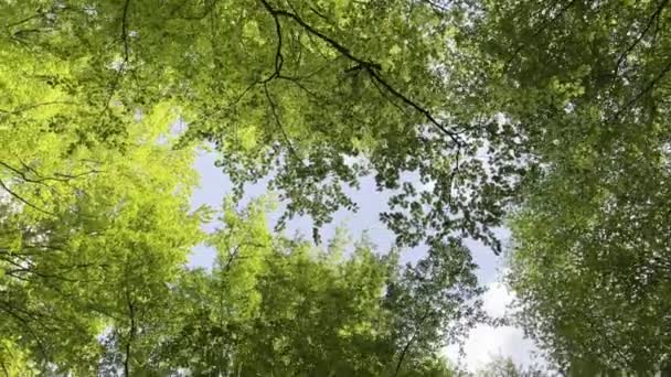 Tree Crowns Beechwood Spring Sunny Day People — Vídeo de stock