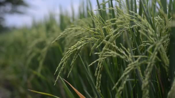 Rüzgarda Savrulan Yeşil Buğday Çimlerinin Yakın Çekimi — Stok video