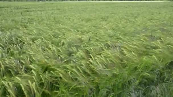 View Field Ripening Wheat Crop Northumberland — Stockvideo