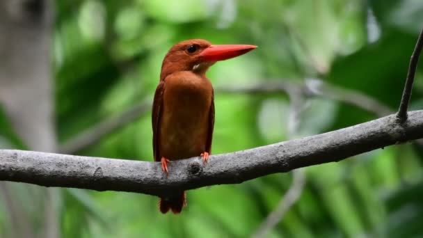 Roter Eisvogel Hockt Einem Baum — Stockvideo