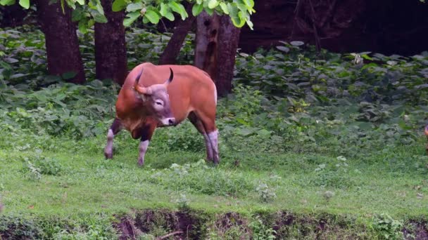 Bull Licking Itself Another Individual Arrives Right Side Banteng Bos — Stock video