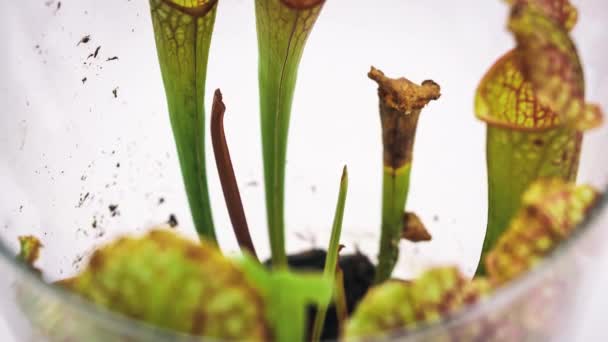 Sarracenia Growing Hours Close Sarracenia Growing Fast Growing Sarracenia — Video