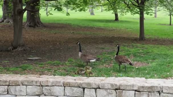 Geese Goslings Wandering Jacob Loose Park Kansas City Missouri — Vídeos de Stock