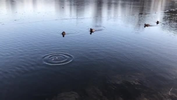 Ducks Swimming Lake Winter Evening — Vídeos de Stock